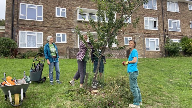 Tree Guardians seen out pruning in August 2025