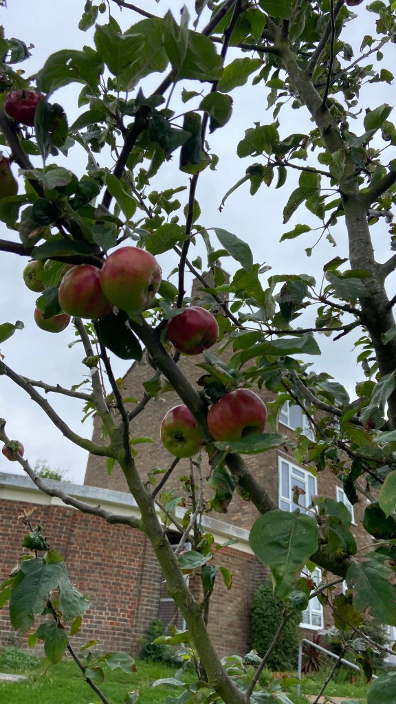Apples, Tree Guardians August 2025
