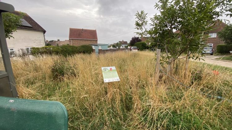 Join us for Wildflower Verge Cutting & Planting September 2025, Growing Hollingdean volunteers.
