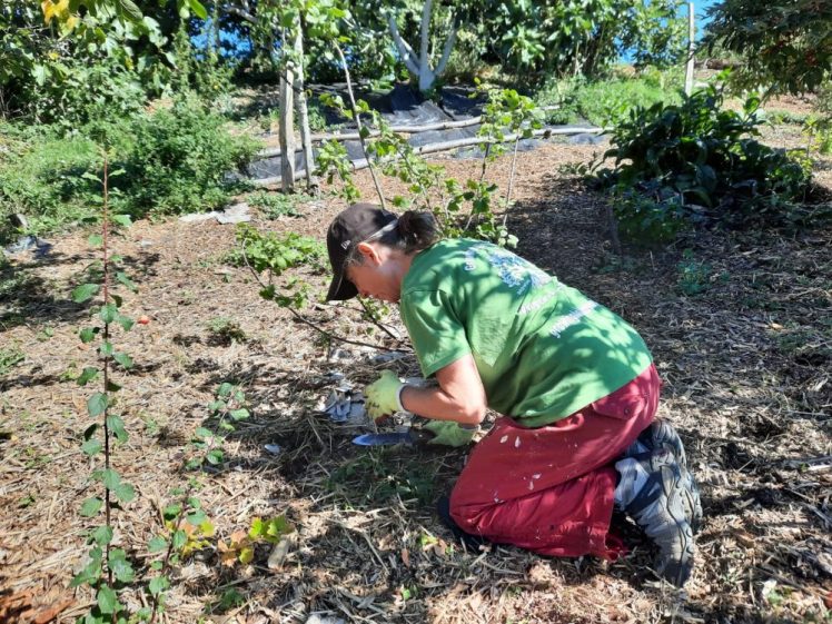 Food Forest Session 21st September 2025 at Hollingdean Park Community Orchard. Join Growing Hollingdean volunteers.