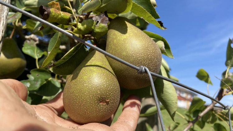 Growing Hollingdean & Get Growing Harvest Festival 2025, Sunday 5th October, Hollingdean Park, 10-4pm
