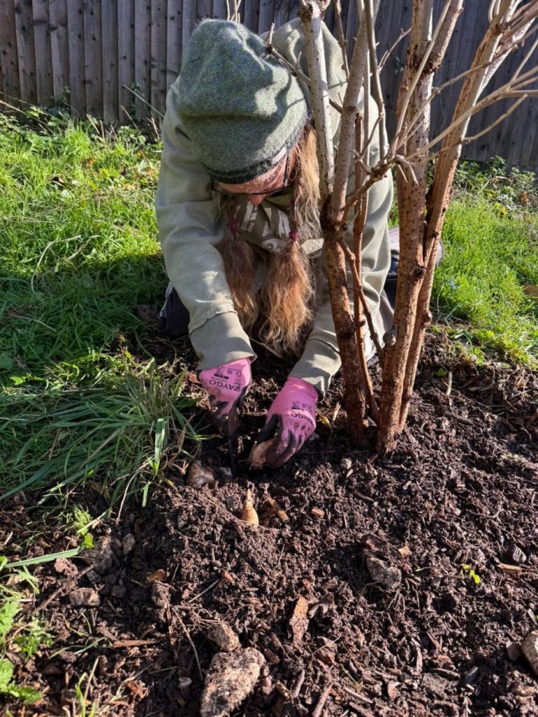 Bulbs planted by volunteers on Brentwood Road, November 2025