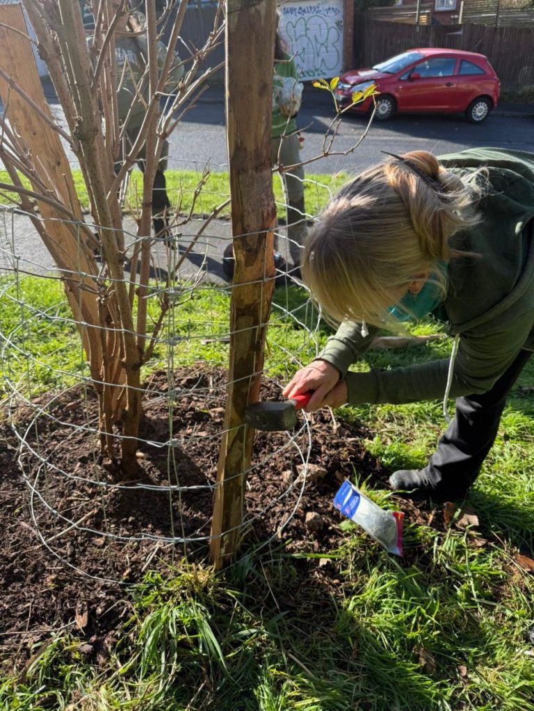 Bulbs planted by volunteers on Brentwood Road, November 2025