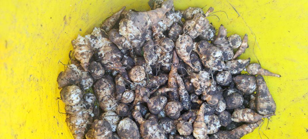 Jerusalem artichokes from Two Tree Community Garden, November 2025