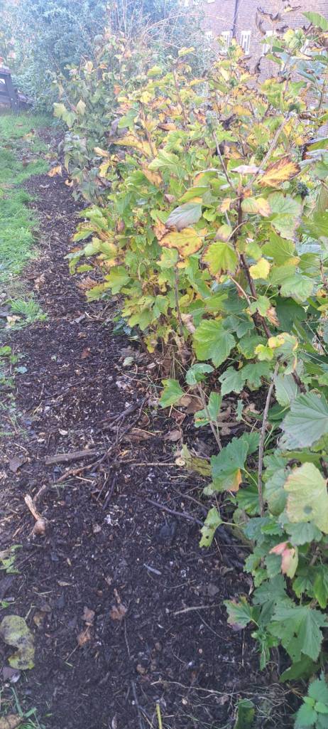 Join Mel at Two Tree Community Garden on Sunday 30 November 2025 from 10am for some winter gardening