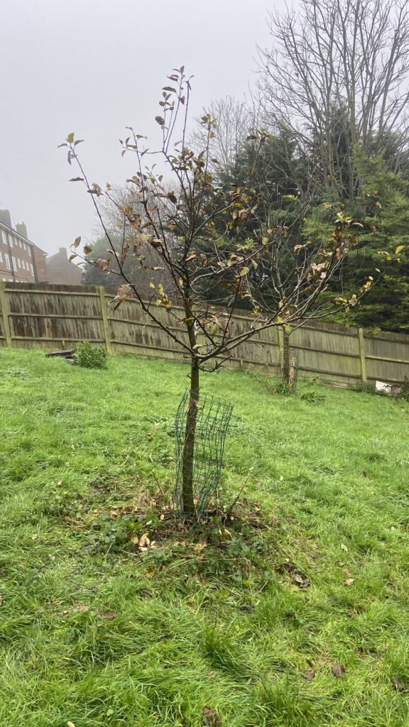 Tree Guardian volunteers pruning apple trees 7th December 2025 Behind flat on Horton Road
