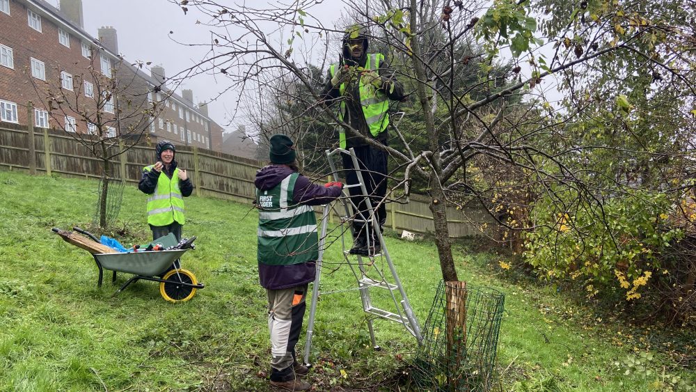 Tree Guardian volunteers pruning apple trees 7th December 2025 Behind flat on Horton Road