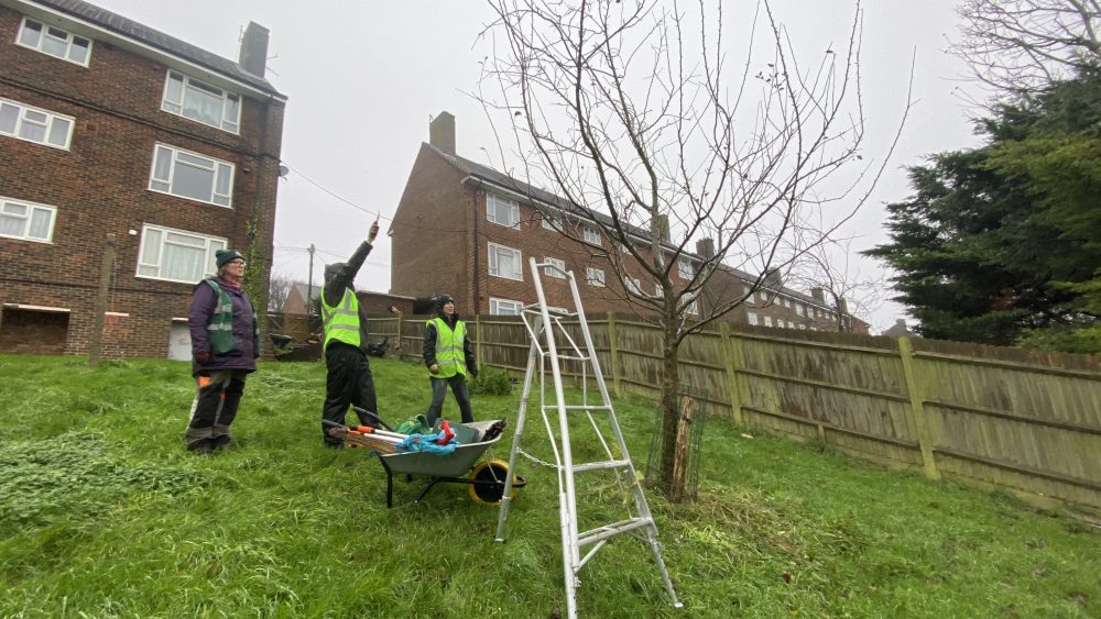 Tree Guardian volunteers pruning apple trees 7th December 2025 Behind flat on Horton Road