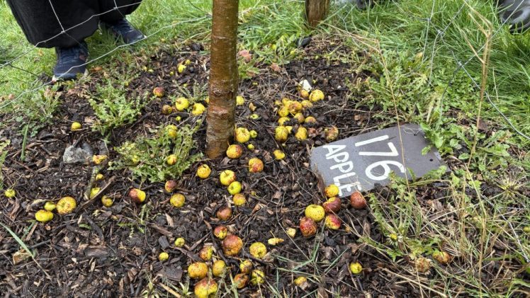 Tree Guardians seen in Merevale Orchard 1st February 2026