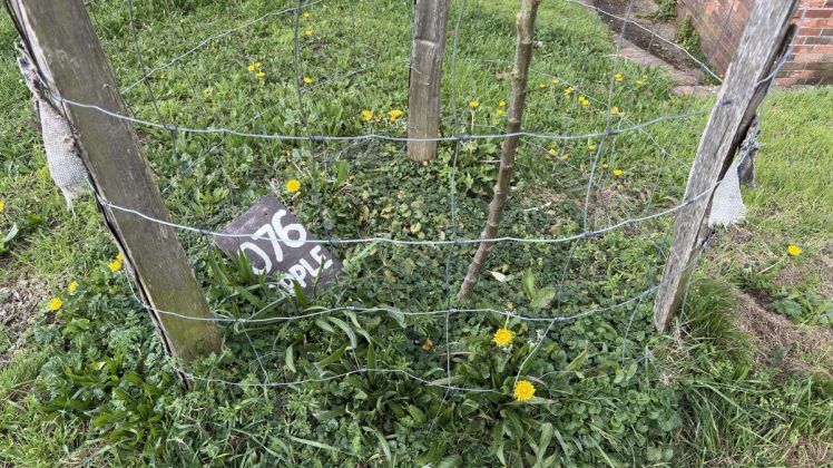 Become a Growing Hollingdean Tree Guardian