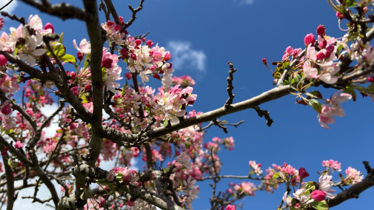 Join Growing Hollingdean Volunteers for Tree Guardians on Sunday 3rd May 2026