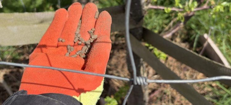 What volunteers did on the first Sunday in April 2026