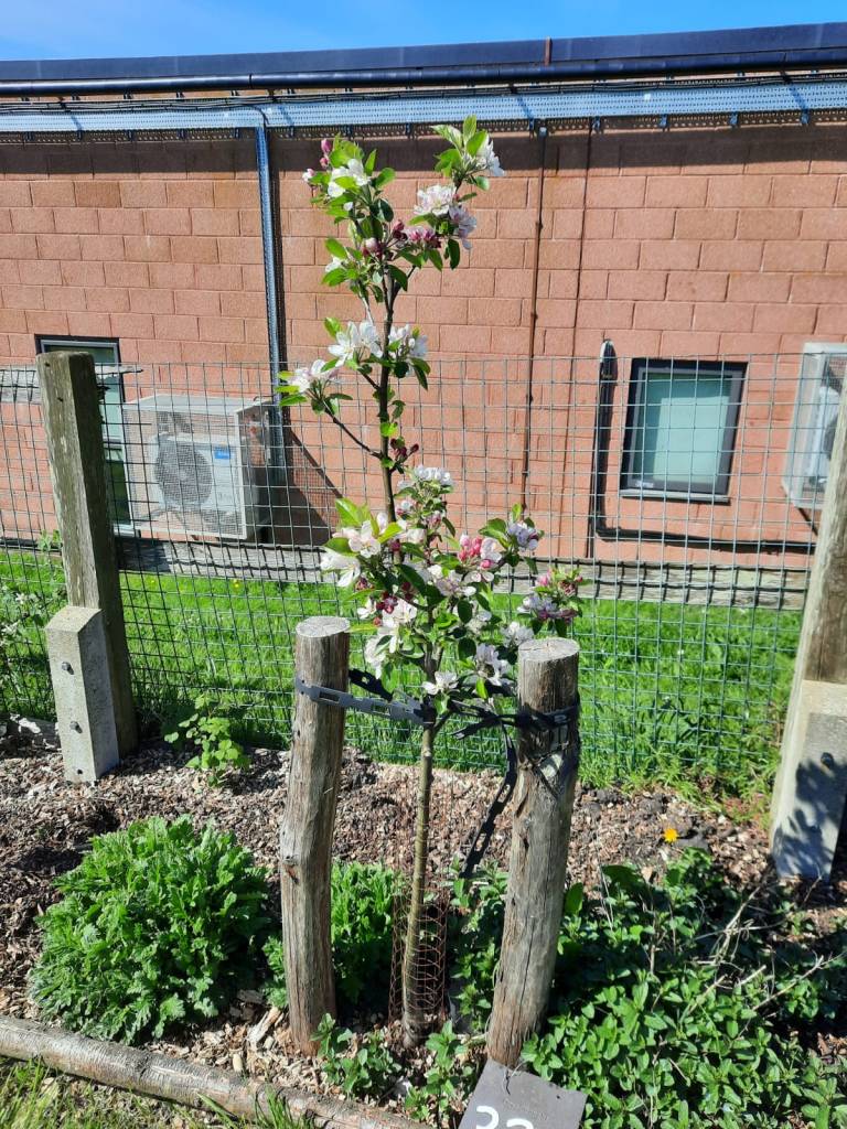 Forest Gardening in Hollingdean Community Orchard Sunday 19th April 2026