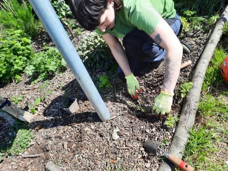 Forest Gardening in Hollingdean Community Orchard Sunday 19th April 2026