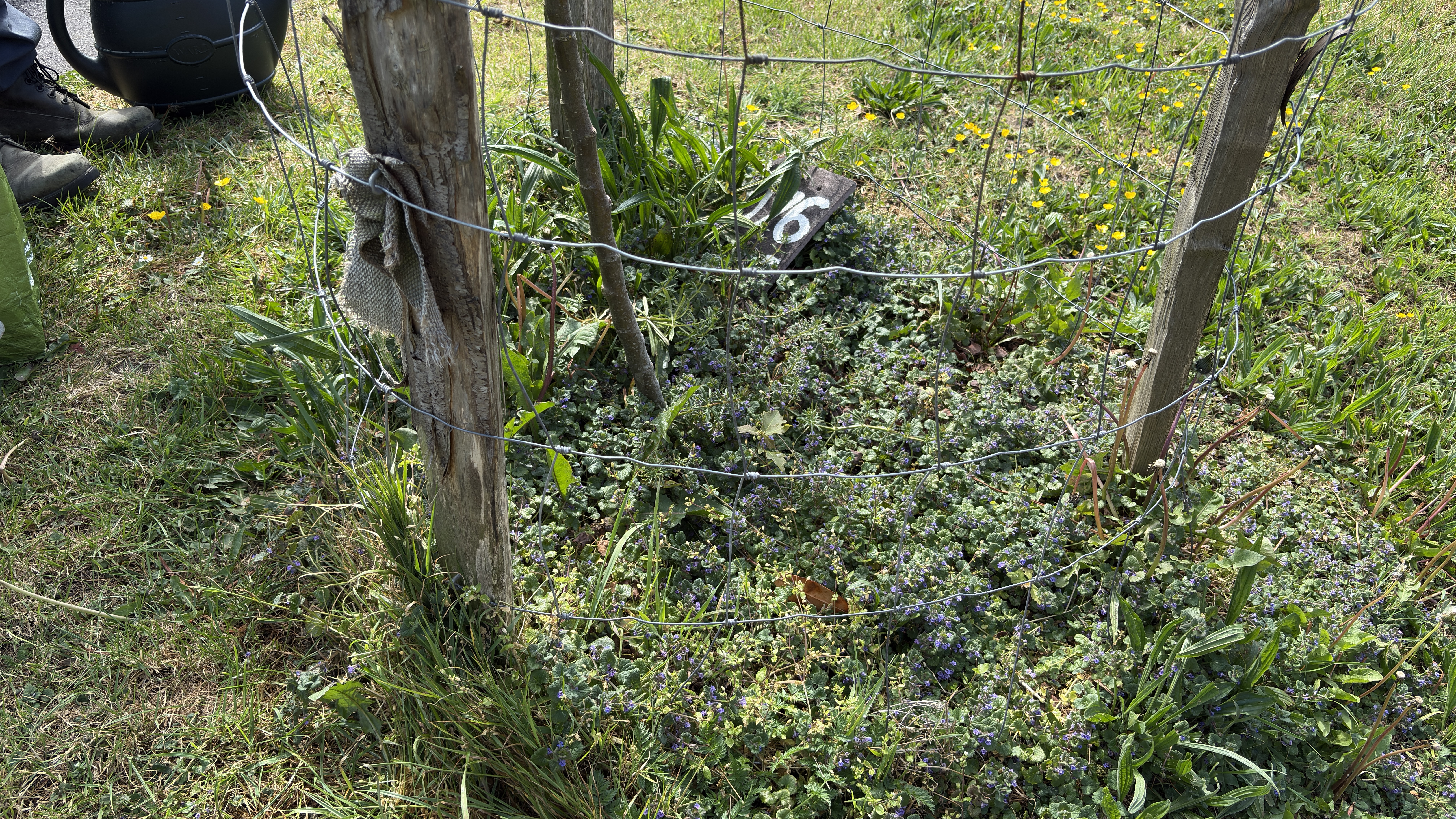 Apple Tree 076 Brentwood Road, Hollingdean. Looked after by volunteers