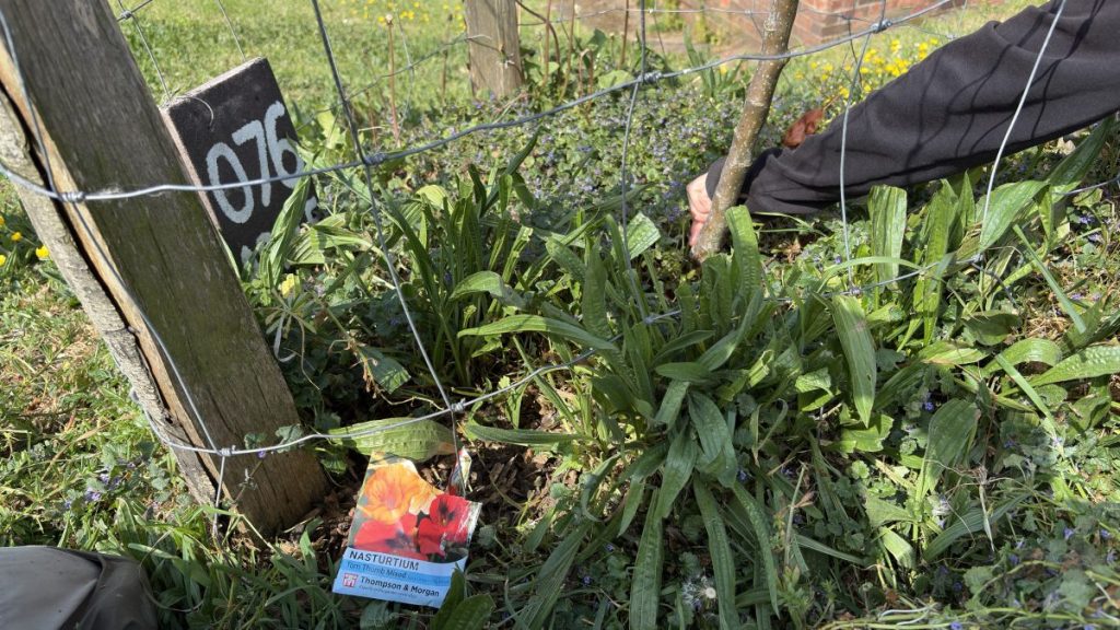 Tree Guardian Volunteers planting around Hollingdean's tree on Merevale the first Sunday in May 2026