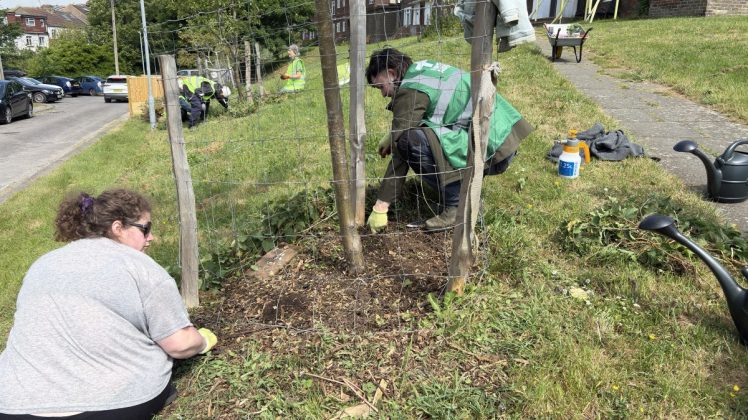 Tree Guardian Volunteers planting around Hollingdean's tree on Merevale the first Sunday in May 2026