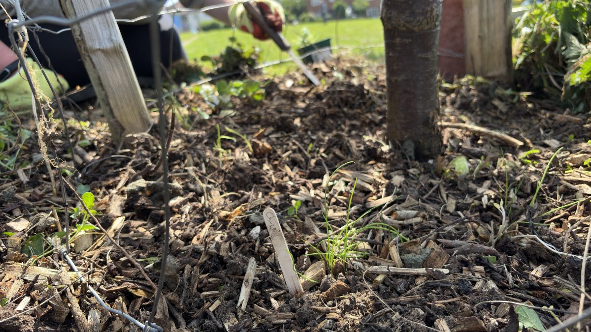 Tree Guardian Volunteers planting around Hollingdean's tree first Sunday in May 2026