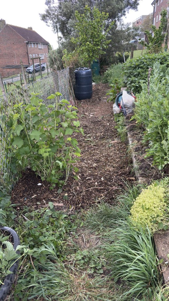 Pathway weeding, levelling with woodchip, Spring 2026, Two Trees Community Garden Hollingdean Brighton