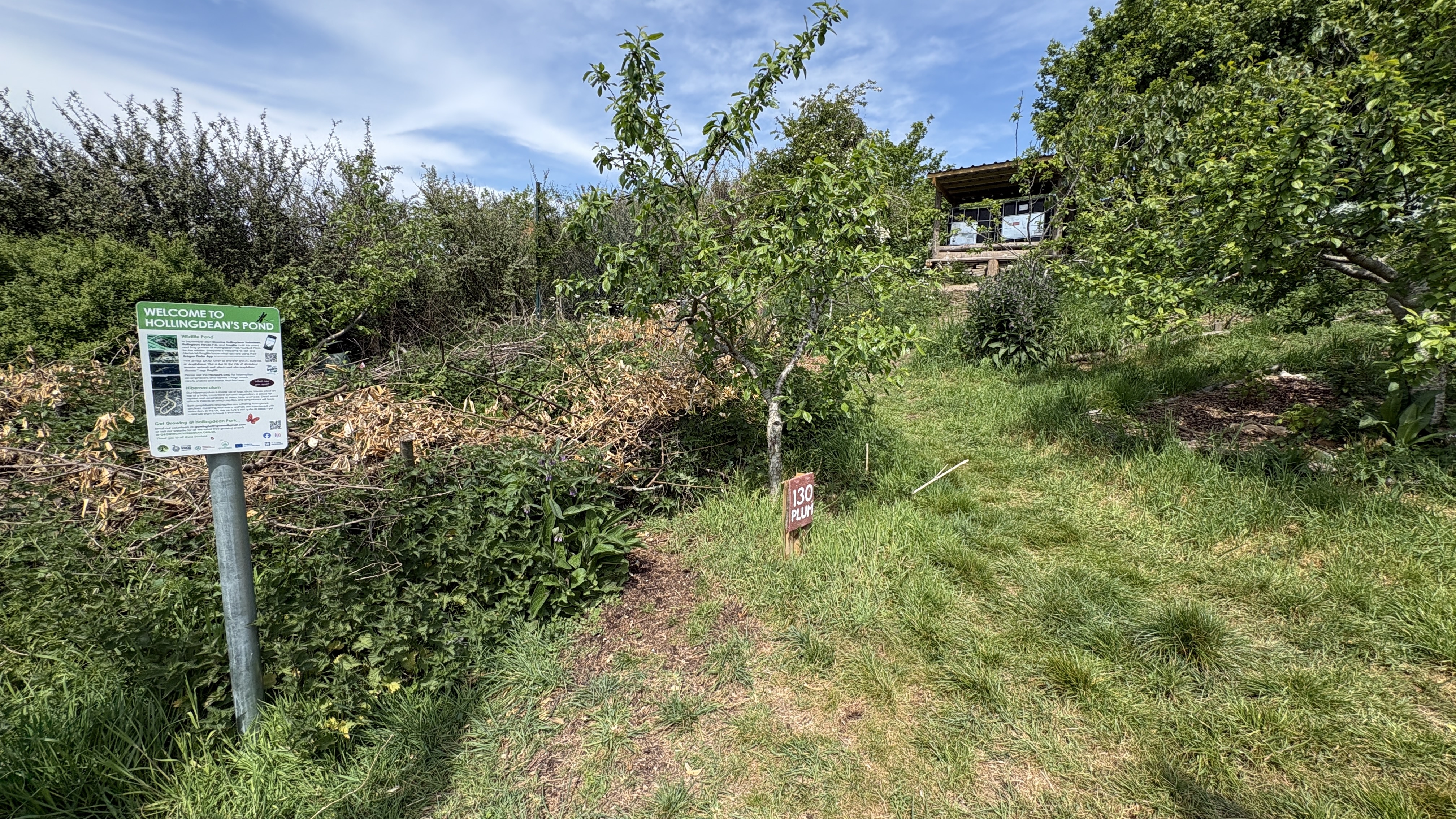 Join Forest Gardeners, Hollingdean Park Orchard