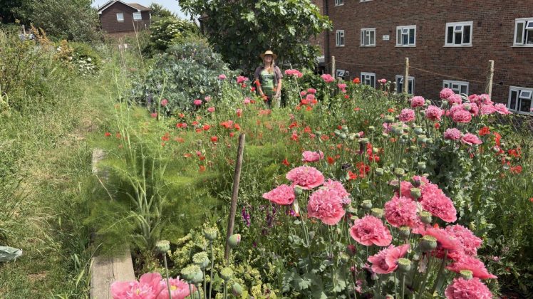 Two Trees Community Open Day, Saturday 20th June 2026, 10 to 1pm