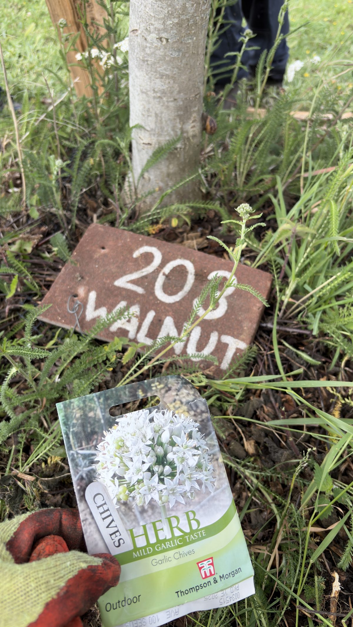 Volunteer Tree Guardians on Stephens Road 7th June 2026