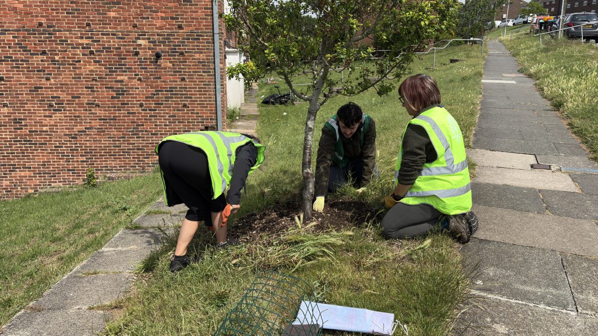 Volunteer Tree Guardians on Stephens Road 7th June 2026