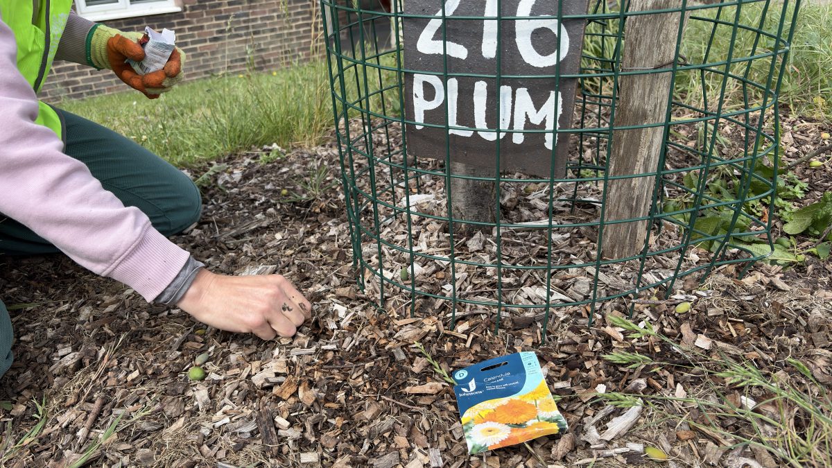 Volunteer Tree Guardians on Stephens Road 7th June 2026