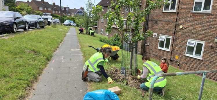 Volunteer Tree Guardians on Stephens Road 7th June 2026