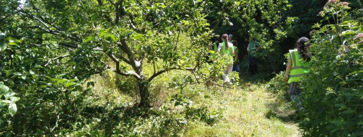 Growing Hollingdean Volunteers at Dryads Community Orchard 5th July 2026