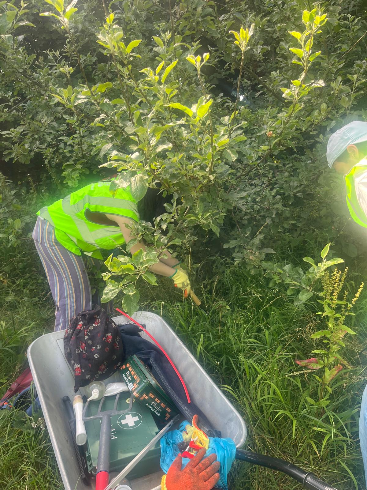 Growing Hollingdean Volunteers at Dryads Community Orchard 5th July 2026