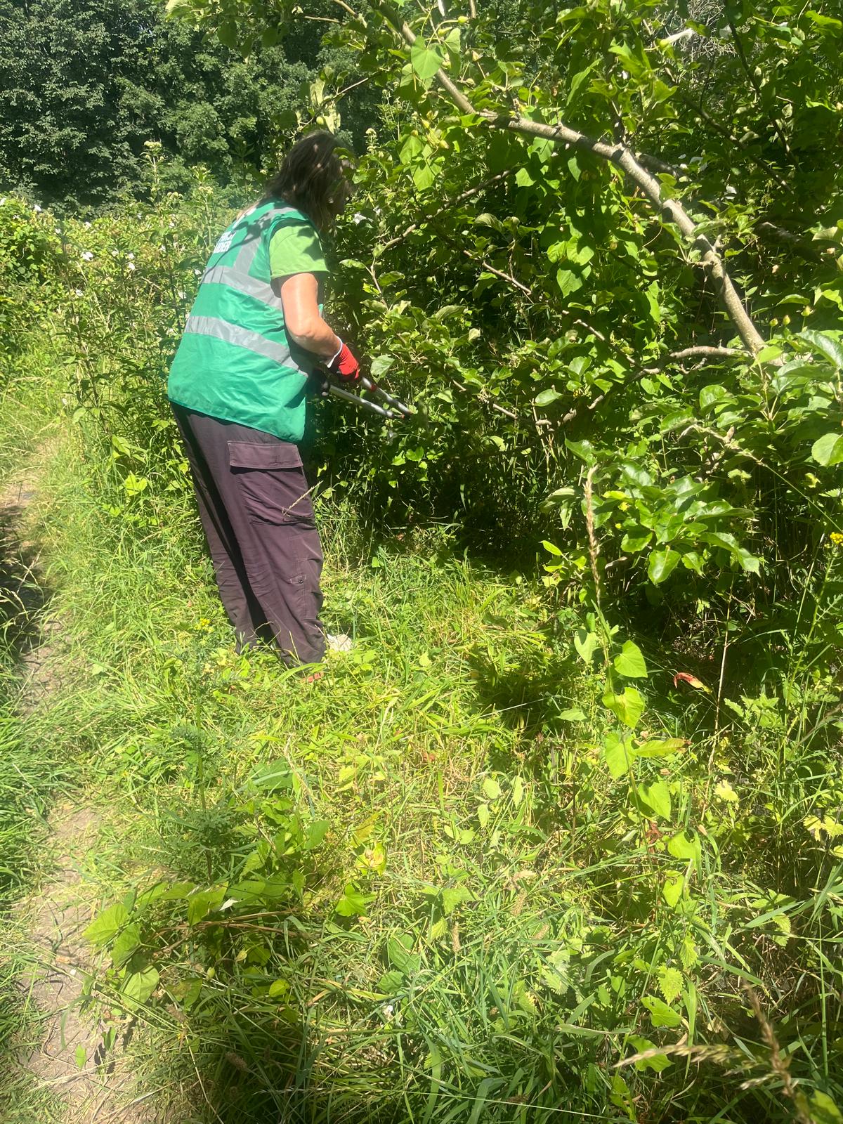 Growing Hollingdean Volunteers at Dryads Community Orchard 5th July 2026