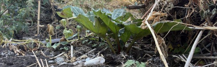 New Rhubarb bed at Two Trees Community Garden 2026