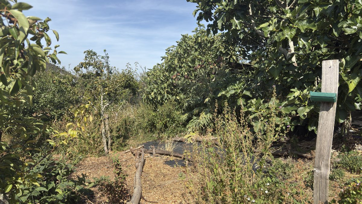 Join Forest Gardeners Sunday, 16th August 2026