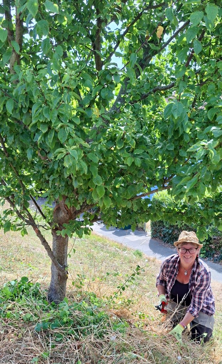 Growing Hollingdean Tree Guardians 2nd August 2026