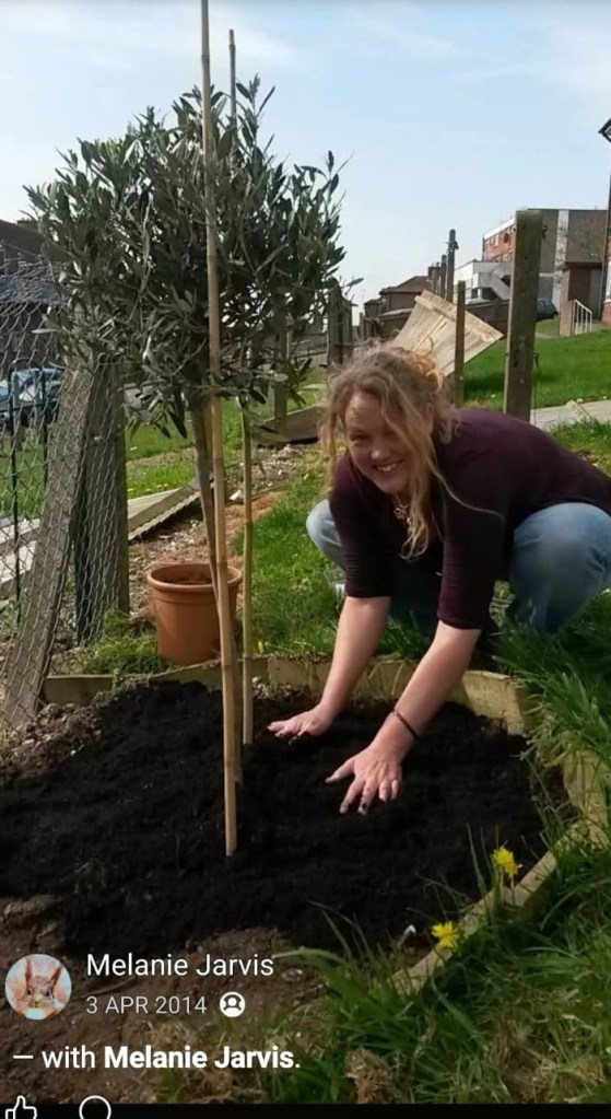 Two Trees Community Garden 2014, Mel planting the two olive trees that create the entrance of the community garden