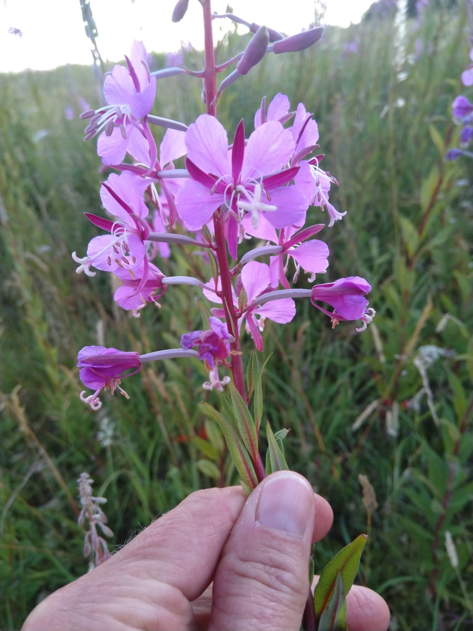 Locals enjoyed Herbalist & Foraging Walk in Hollingdean by Jessie Martelhof organised by Growing Hollingdean , July 2026