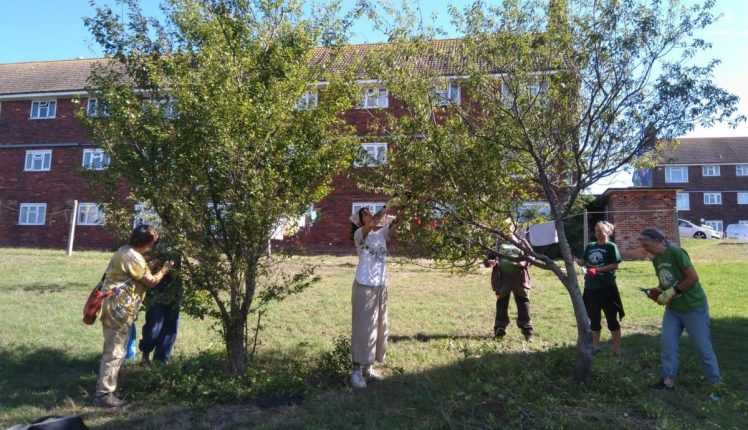 Growing Hollingdean volunteer Tree Guardians did on 6th September 2026